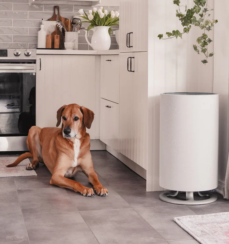 Why This Home Air Purifier is Essential for Pet Owners